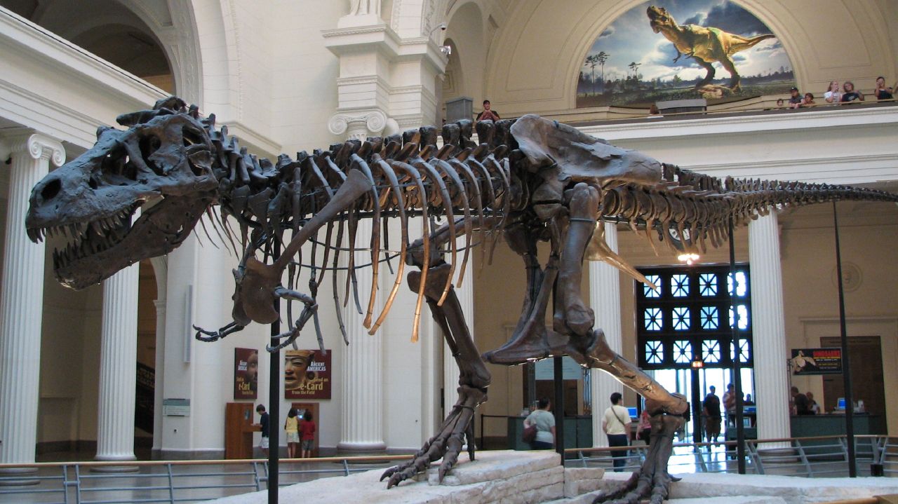 دراسة علمية تكشف تفاصيل عن صغار التيرانوصورات أحد أكبر الحيوانات المفترسة
