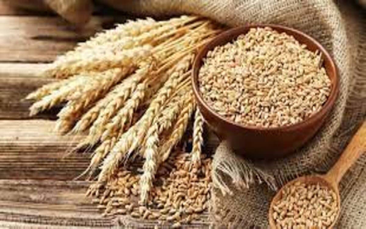 لبنان تستقبل شحنة من حبوب القمح الأوكرانية عقب نقص احتياطي لبنان من القمح
