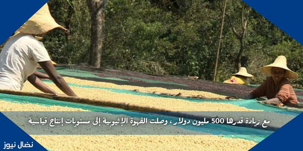 مع زيادة قدرها 500 مليون دولار ، وصلت القهوة الإثيوبية إلى مستويات إنتاج قياسية