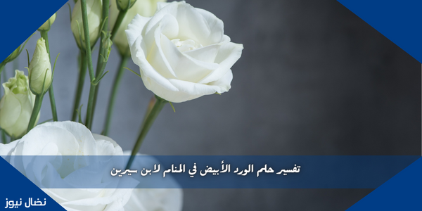 تفسير حلم الورد الأبيض في المنام لابن سيرين