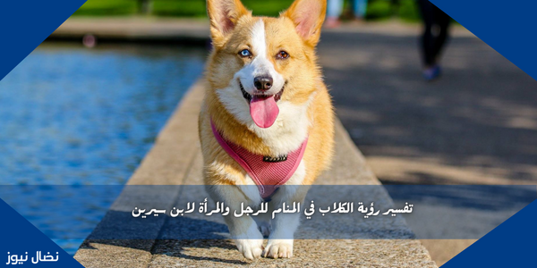 تفسير رؤية الكلاب في المنام للرجل والمرأة لابن سيرين