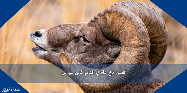 تفسير ذبح شاة في المنام لابن سيرين