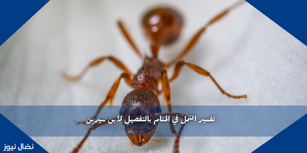 تفسير النمل في المنام بالتفصيل لابن سيرين