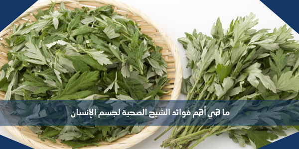 ما هي أهم فوائد الشيح الصحية لجسم الإنسان