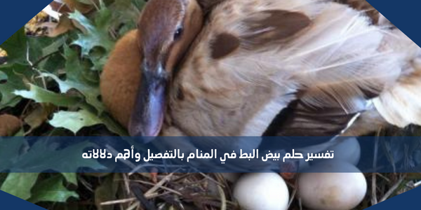 تفسير حلم بيض البط في المنام بالتفصيل وأهم دلالاته