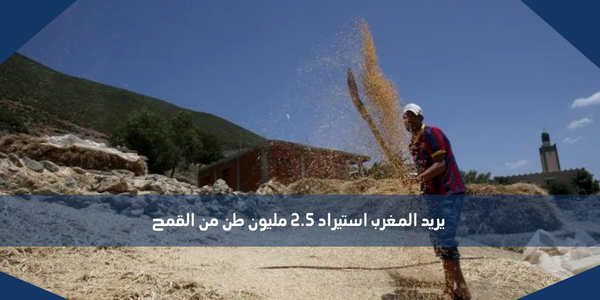 يريد المغرب استيراد 2.5 مليون طن من القمح