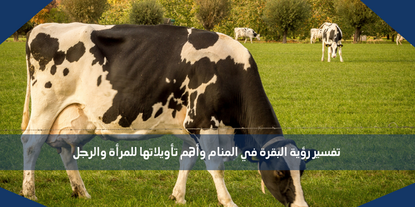 تفسير رؤية البقرة في المنام وأهم تأويلاتها للمرأة والرجل